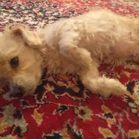 وازگذاری سگ اشپیت شیطون|سگ|خرمشهر, |دیوار