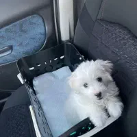 توی پودل عروسکی