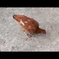 نیمچه مرغ و خروس محلی اصل|حیوانات مزرعه|گنبد کاووس, |دیوار