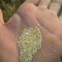 ارزن ش وخرید نقدی