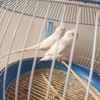 عروس هلندی البینو|پرنده|خورموج, |دیوار