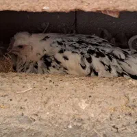 جوجه طوسی متولد سوزنی گلین مرغ لری جوجه|حیوانات مزرعه|اصفهان, شهید رجایی|دیوار