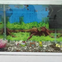 آکواریوم شیشه خم