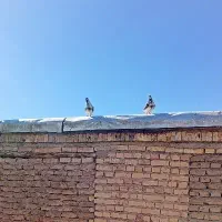 کبوتر طوقی پرشی معاوضه با عروس|پرنده|خانمیرزا, |دیوار