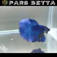 فایتر هافمون تایلندی|ماهی|فردیس, شهرک راه آهن|دیوار