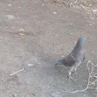 پرنده