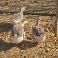 سه عدد غوغاز یک نر دوتا ماده|حیوانات مزرعه|اسدآباد, |دیوار