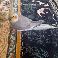 عروس هلندی|پرنده|علیآباد کتول, |دیوار