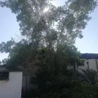 برش و قطع انواع درختان در کل استان