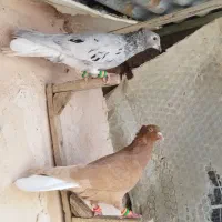 کفتر