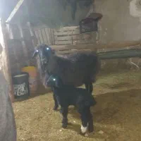 میشو بره نر پاشه یک عدد بره ماده لنگه سه قلو|حیوانات مزرعه|داراب, |دیوار