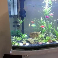 آکواریوم شیشه خم دلسا|ماهی|دماوند, گیلاوند|دیوار