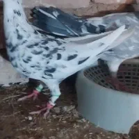 جفت سار هفترنگ سبز