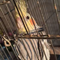 عروس هلندی نر و ماده|پرنده|آستانه اشرفیه, |دیوار