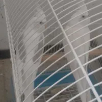 یک جفت عروس هلندی مولد معاوضه با گرینچیک ماده|پرنده|صدرا-فارس, فاز ۲|دیوار