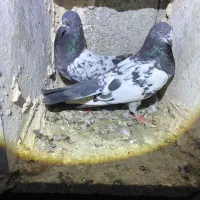 پرنده