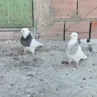 طوقی کلفه بالا