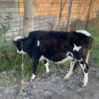 گاو سمینتال