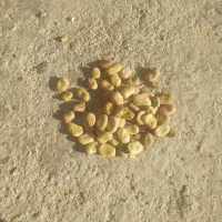 گندم آبی باقله شاخ بزی|خدمات باغبانی و درختکاری|بروجرد, |دیوار