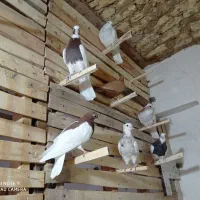 طوق سرخ سه بر دار|پرنده|مرودشت, سهل‌آباد|دیوار