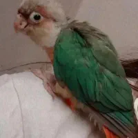 پرنده گمشده . طوطی گیرینچیک . سبز و سینه قرمز