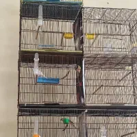 قناری ماده طلایی و سفید