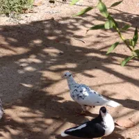 کفتر پرنده