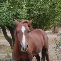 اسب دره شور سه ساله