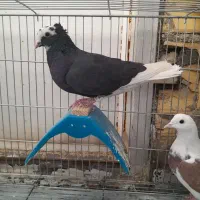یه جفت شازده