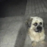 پاکوتا خیلی باهوش