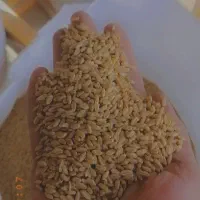 گندم برات بذری درجه یک یک|خدمات باغبانی و درختکاری|شوشتر, |دیوار