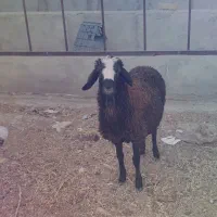 گوسفند