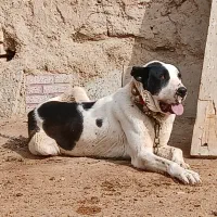 سگ افغان|سگ|معصومیه, |دیوار