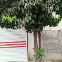 خریدار چوب باغی