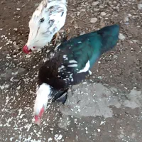 اردک اسراییلی|حیوانات مزرعه|طاهرگوراب, |دیوار