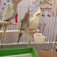 عروس هلندی|پرنده|اهواز, کوی جانبازان(دانش)|دیوار