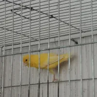 دوتا ماده قنار شوخ شنگ سالم وسرحال
