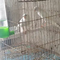 قناری ماده سوپر