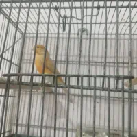 قناری اوپال|پرنده|خوی, |دیوار