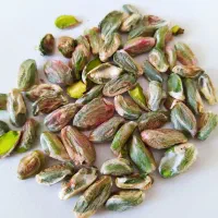 مغز پسته فروش عمده ای برای سوهان پزی و ...|خوردنی و آشامیدنی|قم, شاه احمد قاسم|دیوار