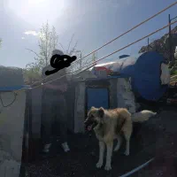 سگ نگهبان|سگ|اردبیل, |دیوار