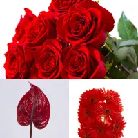 فروش گل رز، آنتریوم و ژربرا قرمز