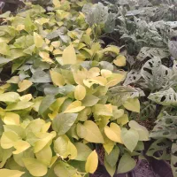 فروش گیاهان گلدار و آپارتمانی|گل و گیاه طبیعی|مشهد, شهرک صنعتی توس|دیوار