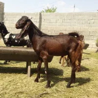 فروش ۲۰ راس بز