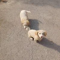 یک جفت پا کوتاه توله هاشون تو عکس هست|سگ|شاهینشهر, شهرک هشت بهشت|دیوار