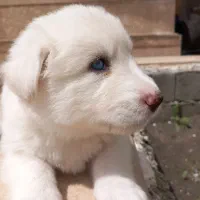 سگ هاسکی