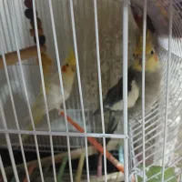 طوطی عروس