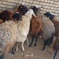 ۳۰راس گوسفند.بره.15.کیلونژاددار