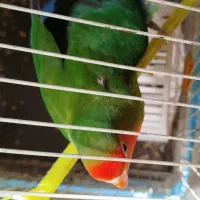 پرنده کوتوله نر بالغ بالهای سبز و سر و نوک قرمز|پرنده|مشهد, کشف|دیوار