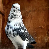 کبوتر یا کفتر نر سوسکی قاره پرش سنگین